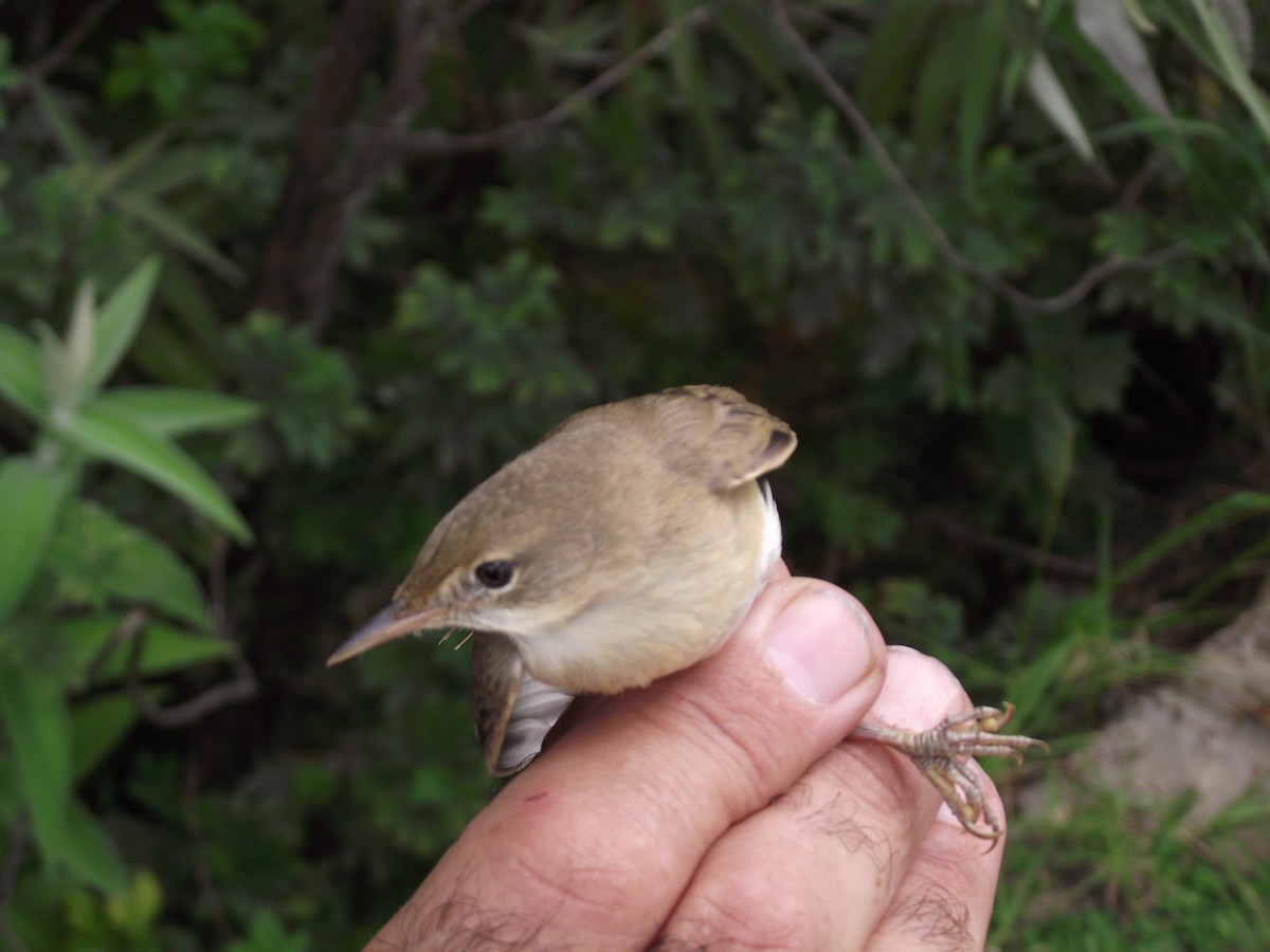 Marsh Warbler - Dawie de Swardt