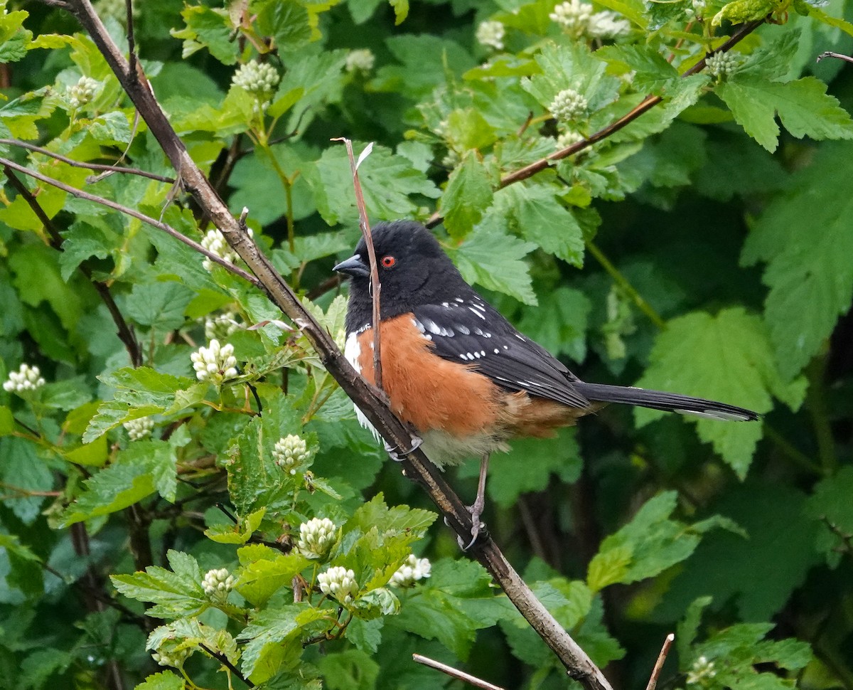 Spotted Towhee - Patsy Skene