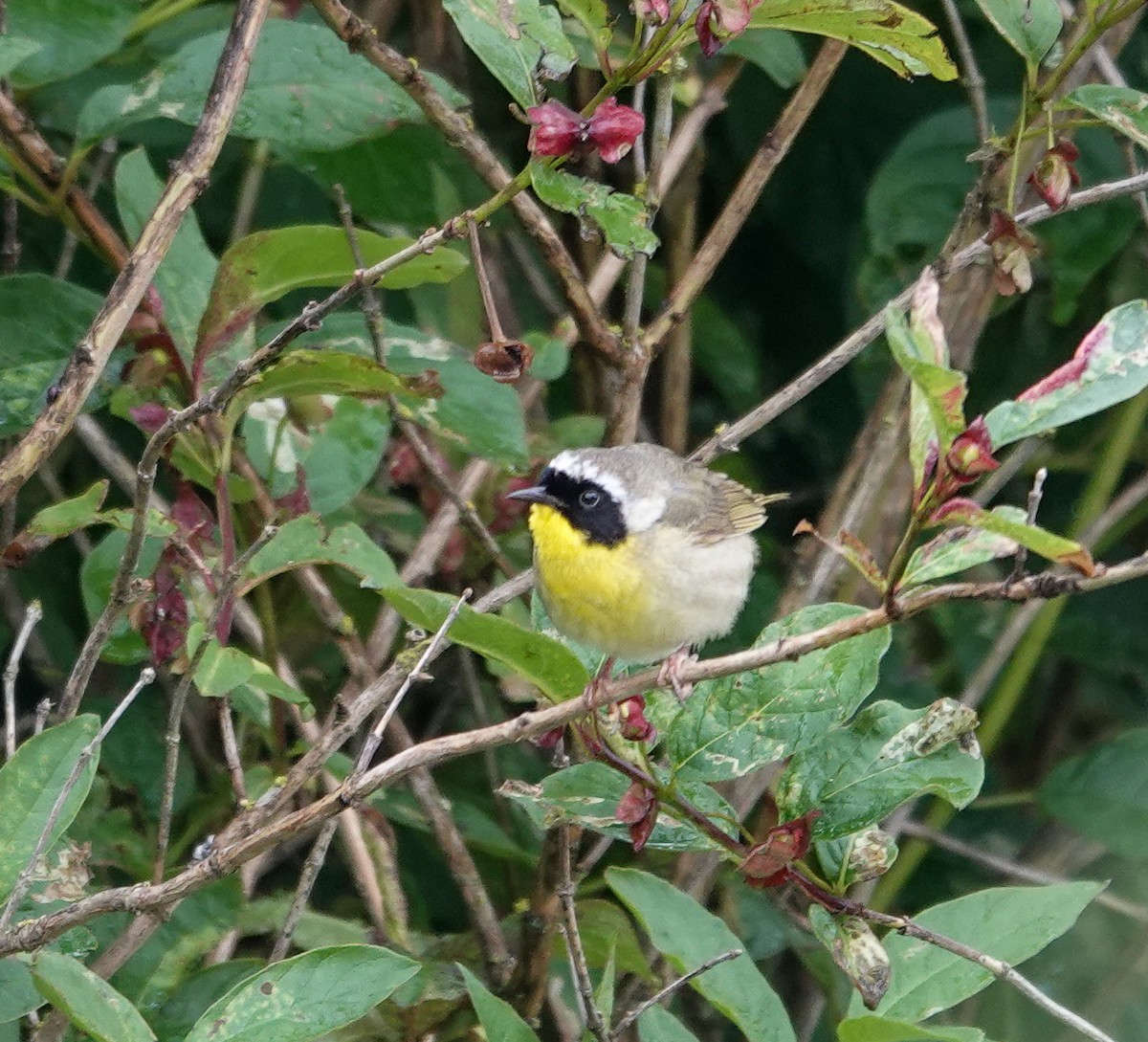 Common Yellowthroat - Patsy Skene