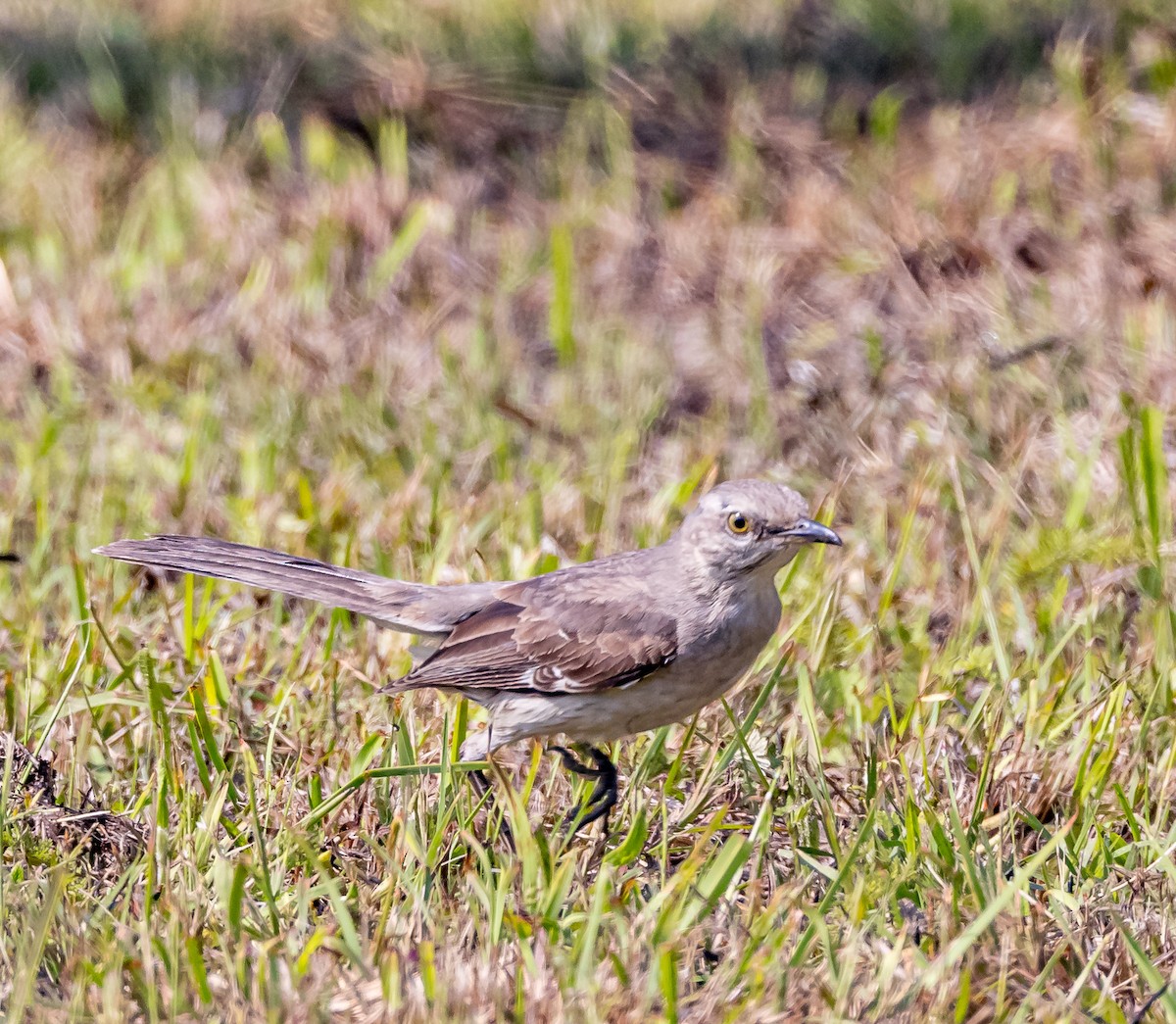 Northern Mockingbird - Mike Murphy