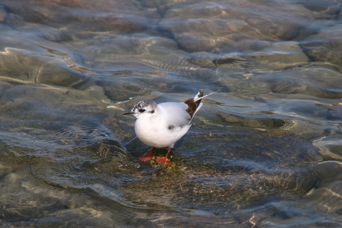 Little Gull - ML619666379