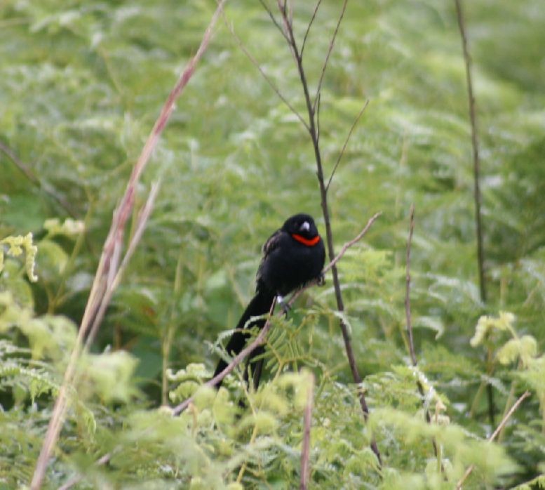 Red-collared Widowbird - Dawie de Swardt