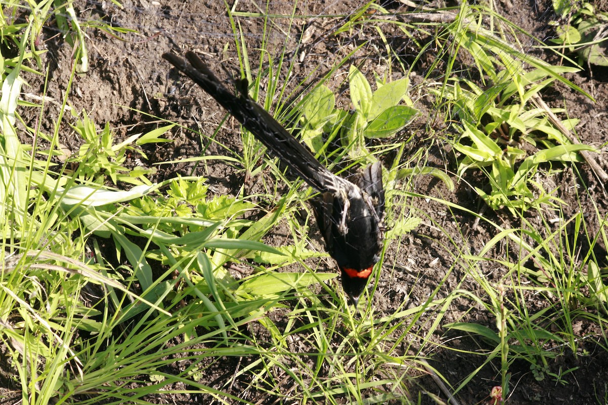 Red-collared Widowbird - Dawie de Swardt