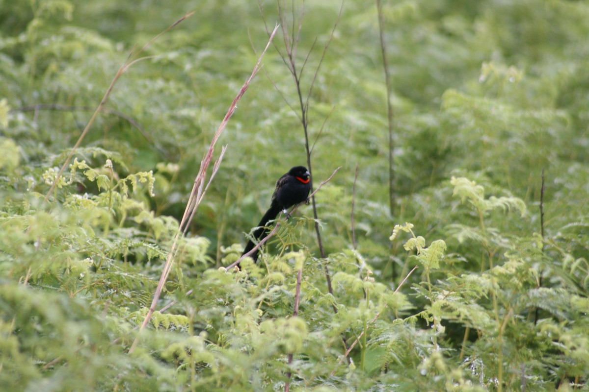 Red-collared Widowbird - Dawie de Swardt