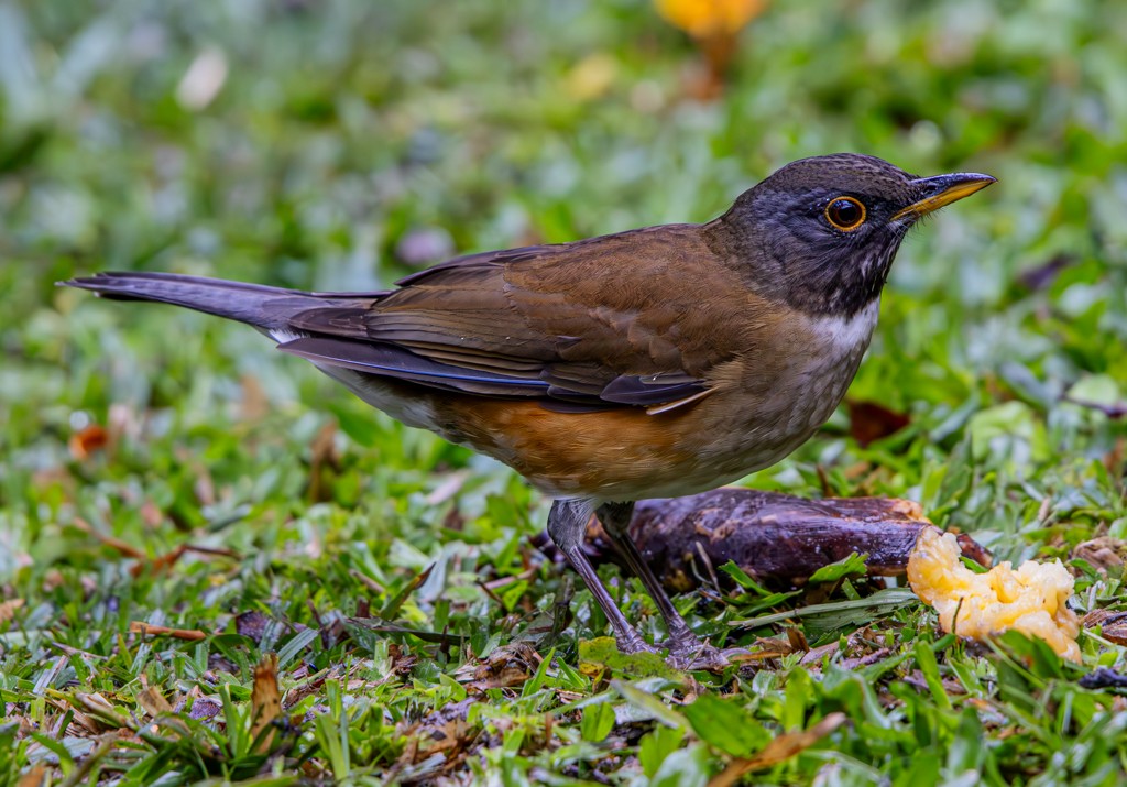 White-necked Thrush - ML619666396