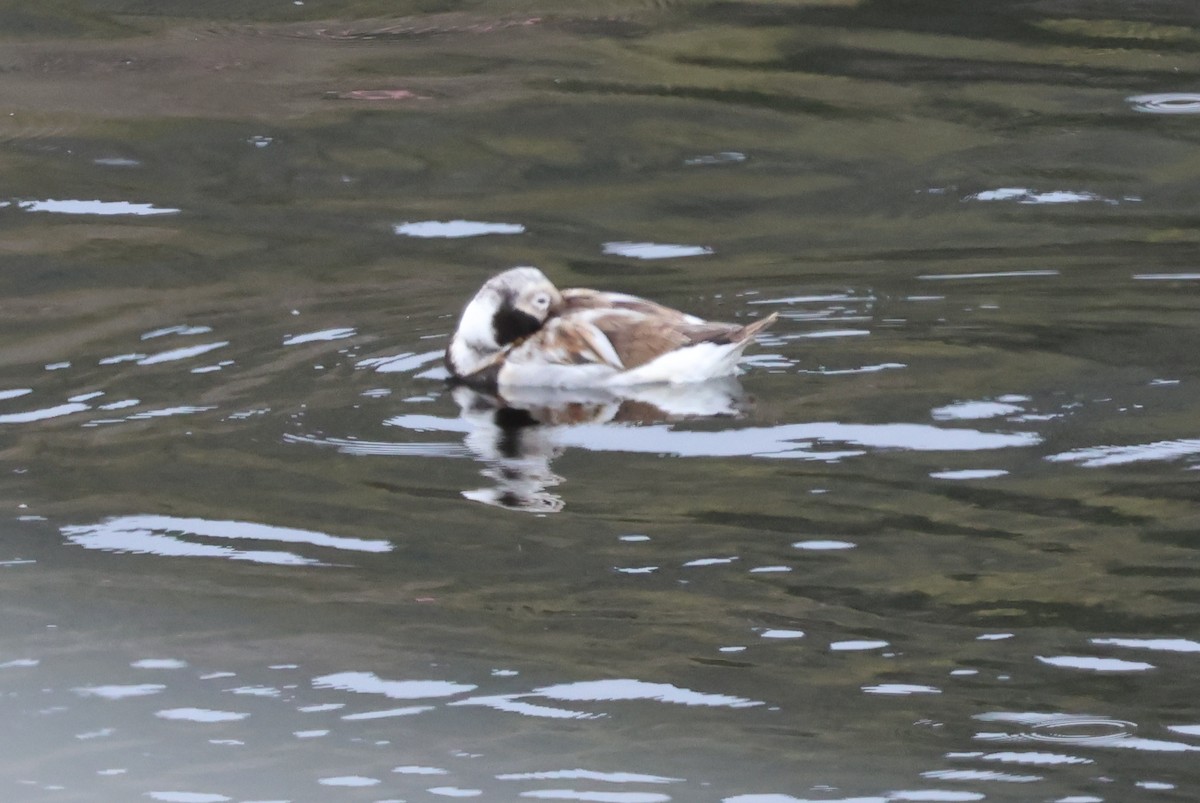 Long-tailed Duck - Vern Bothwell