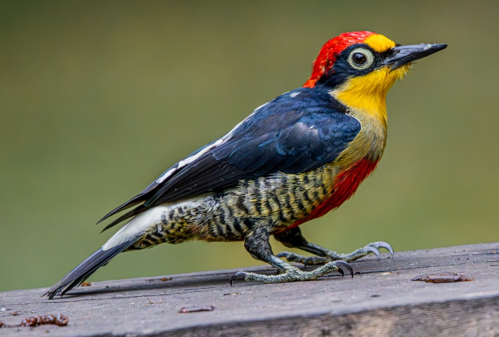 Yellow-fronted Woodpecker - ML619666408
