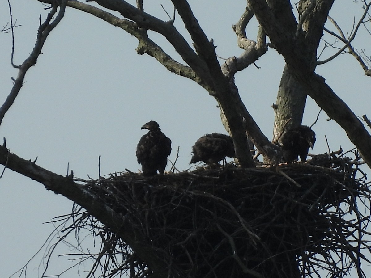 Weißkopf-Seeadler - ML619666413