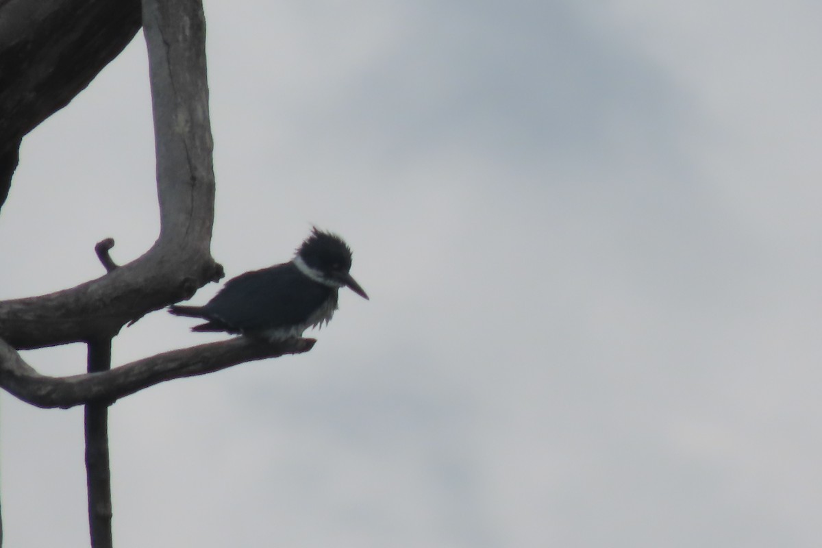 Belted Kingfisher - ML619666417