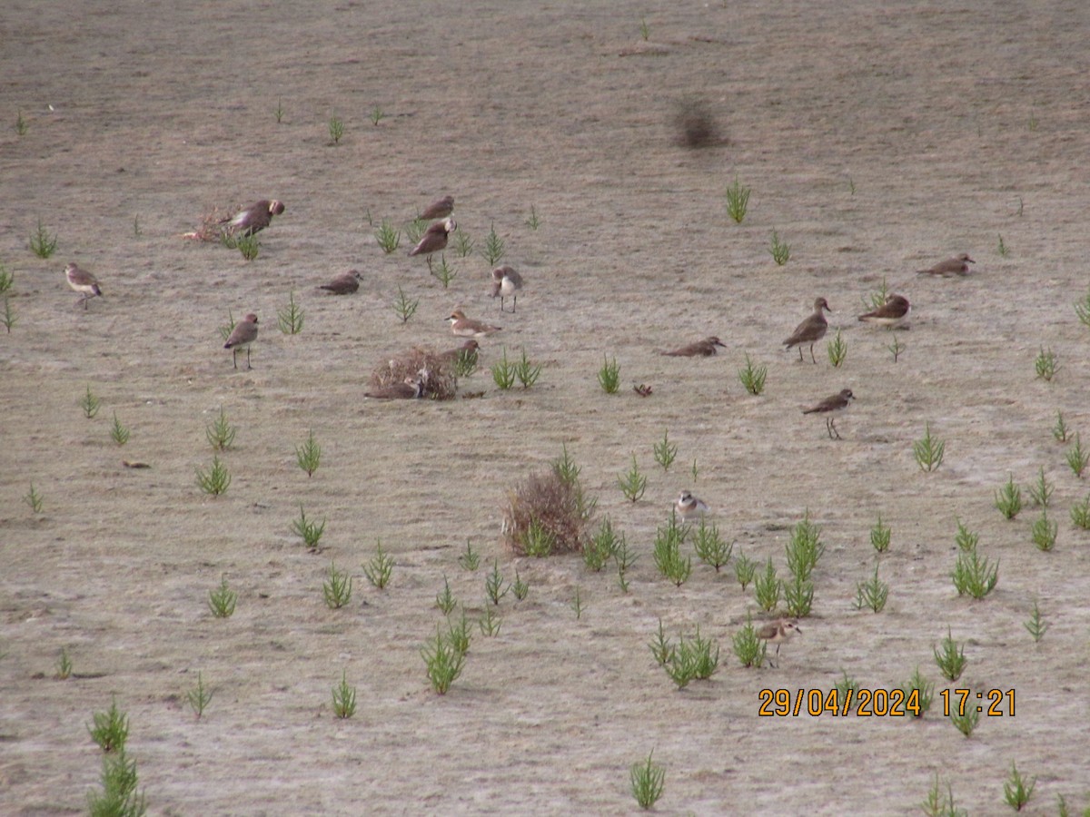 Greater Sand-Plover - Mugillan V