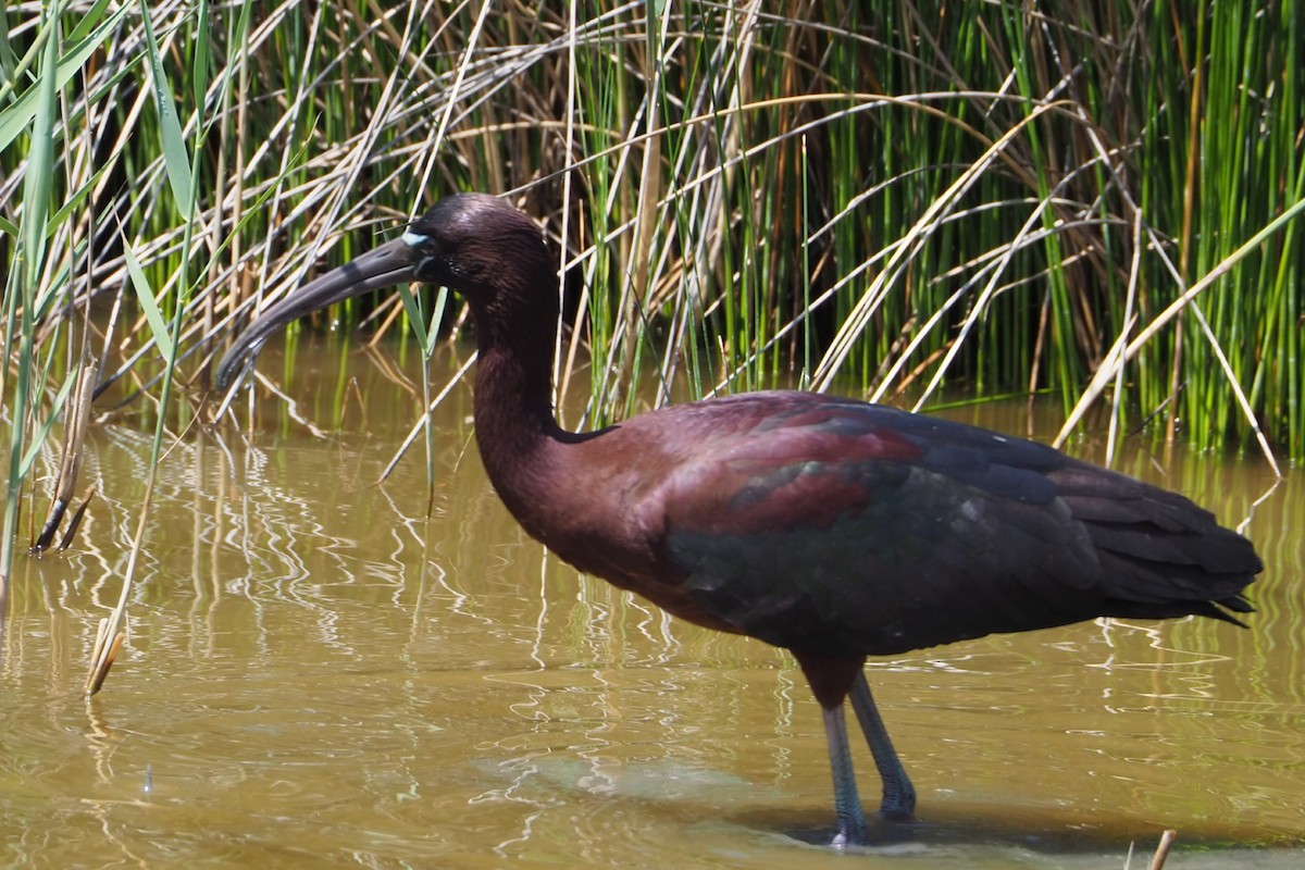 Glossy Ibis - Wytske De Groot