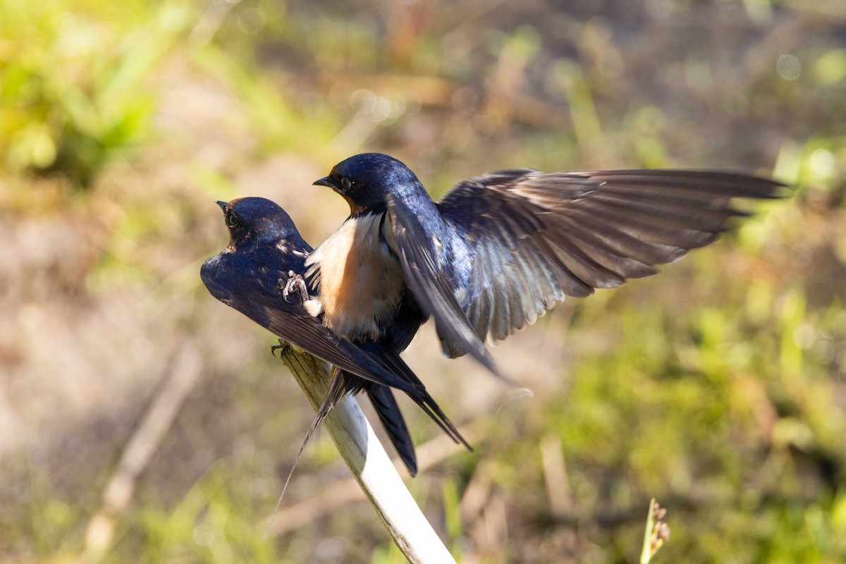 Barn Swallow - Kees de Mooy