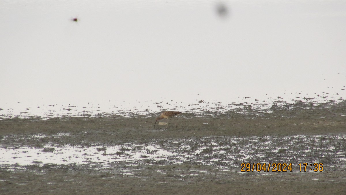 Eurasian Curlew - ML619666430