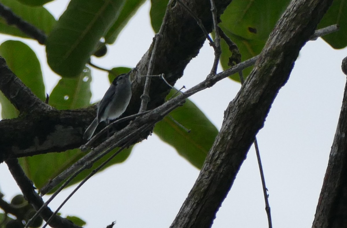 White-browed Gnatcatcher - Alexandre Vinot