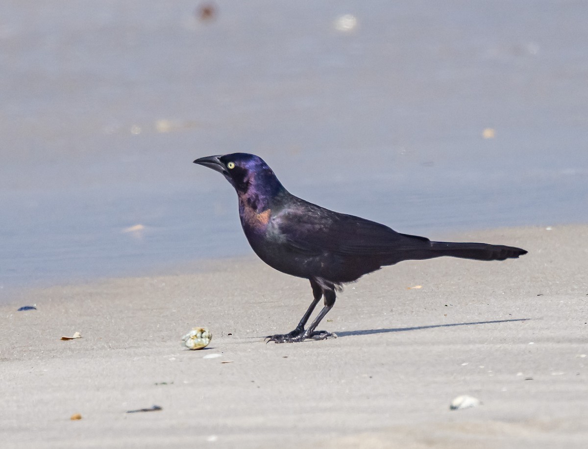 Common Grackle - Mike Murphy