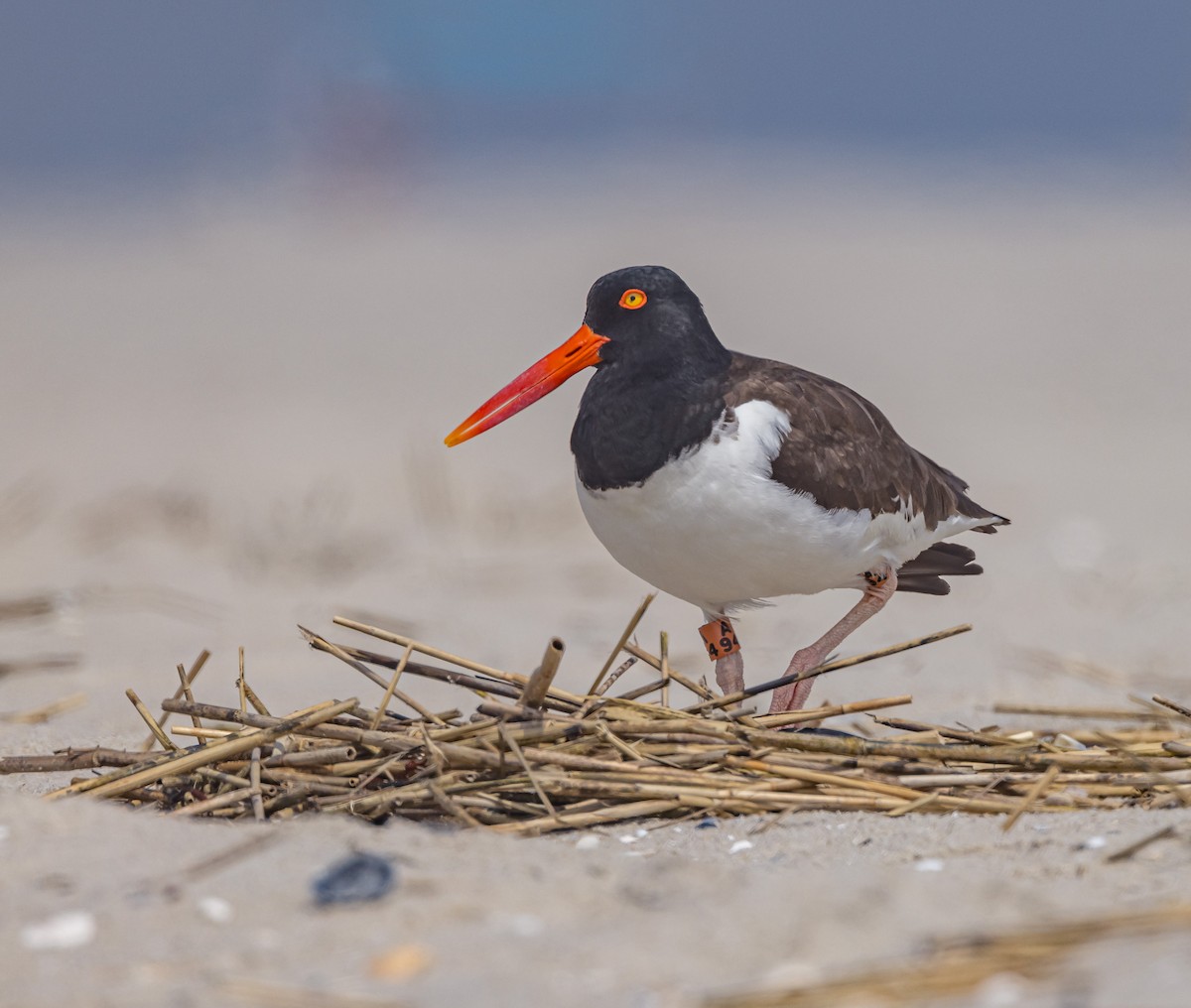 American Oystercatcher - Mike Murphy