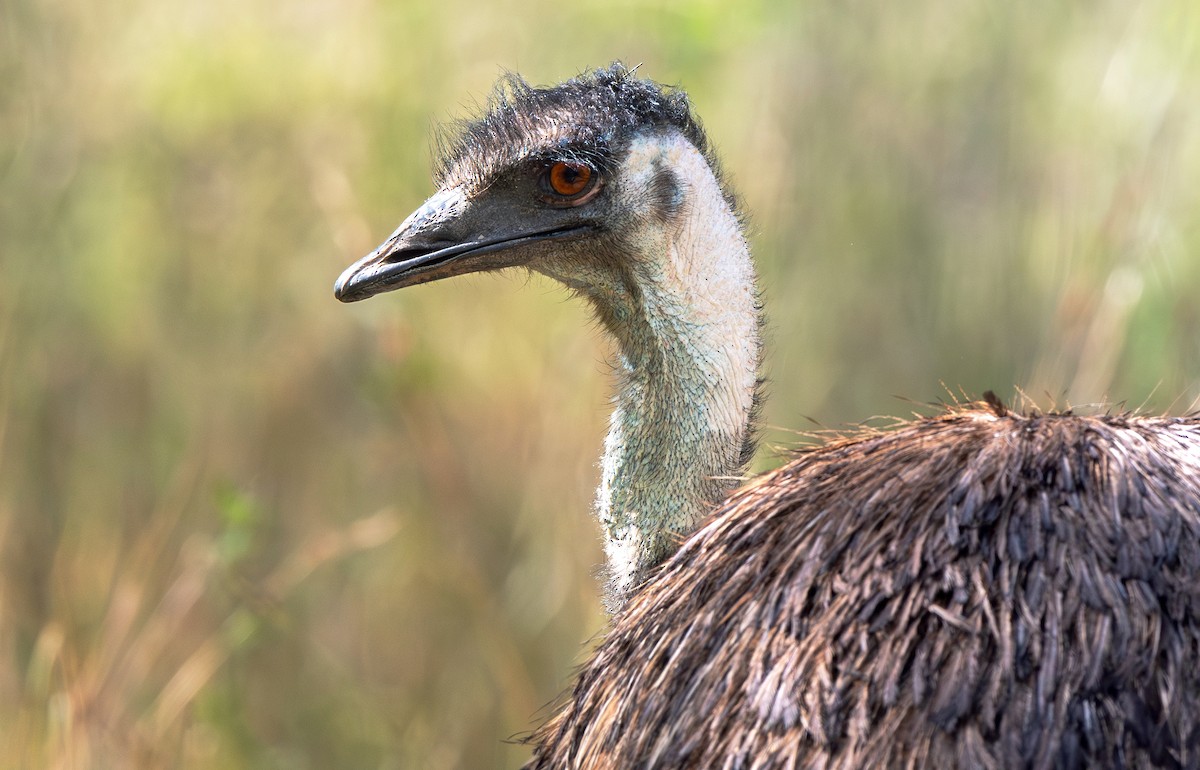 Emu - Martin Anderson