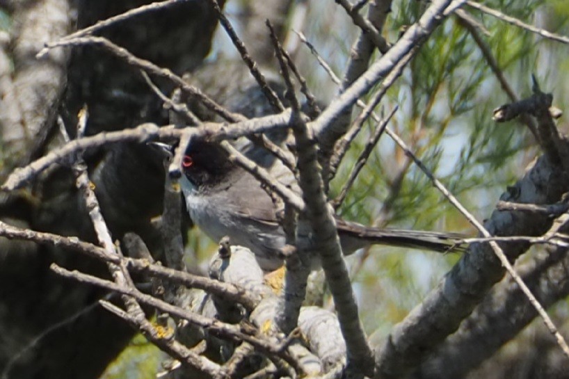 Sardinian Warbler - Wytske De Groot