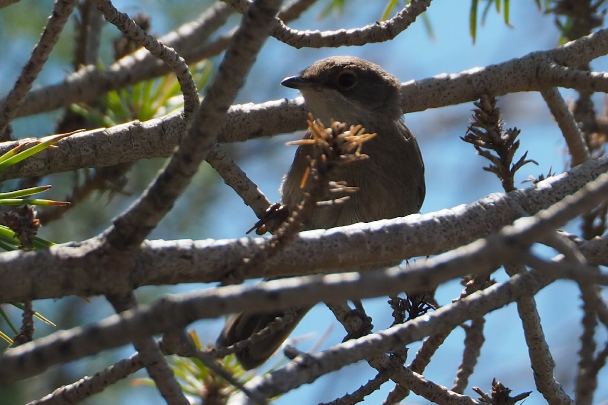 Sardinian Warbler - Wytske De Groot