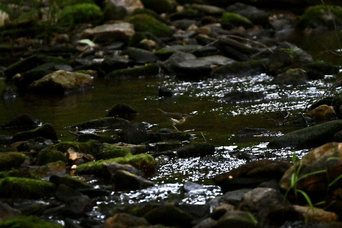 Louisiana Waterthrush - Walter Calhoun