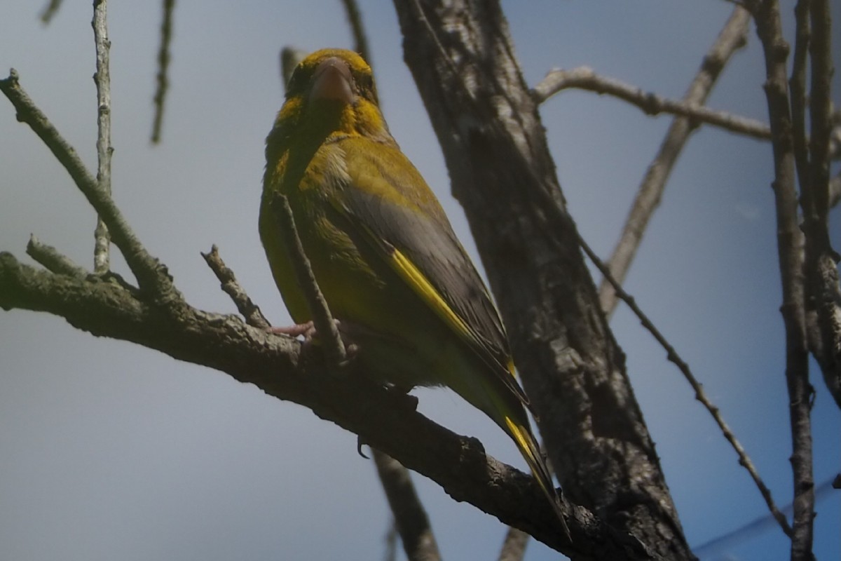 European Greenfinch - Wytske De Groot