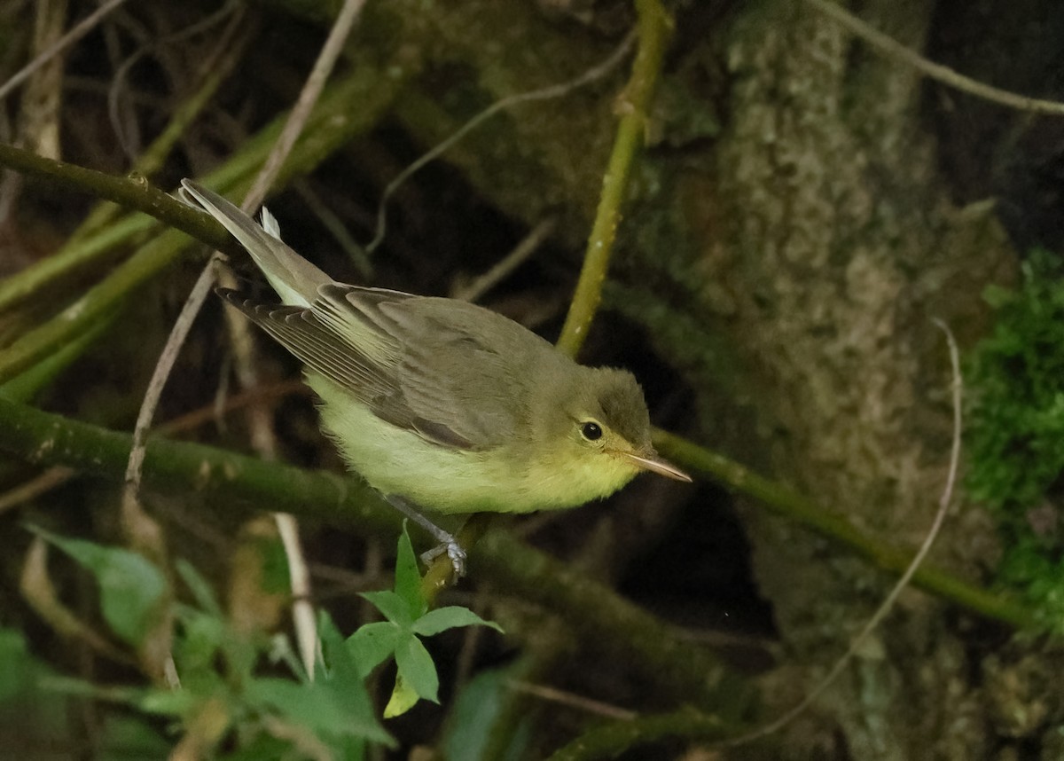 Icterine Warbler - Albert Noorlander