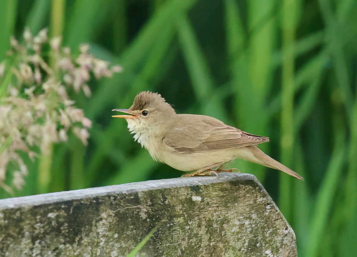 Common Reed Warbler - Albert Noorlander