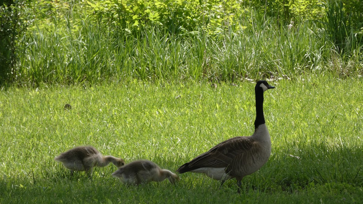 Canada Goose - Lori Herrin