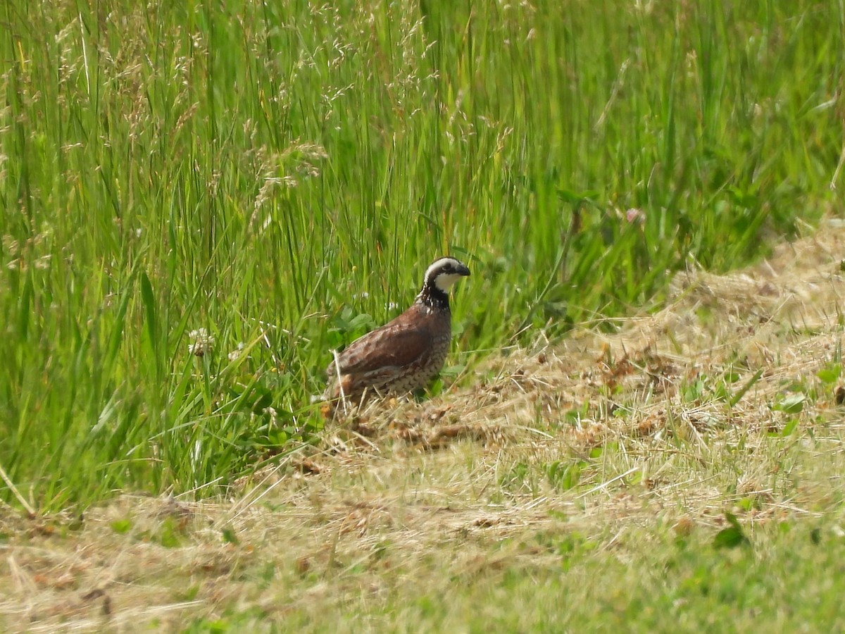 Northern Bobwhite - Denise Marie Sobieski