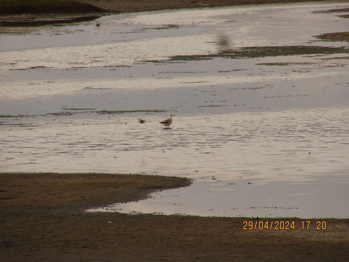 Slender-billed Gull - ML619666461