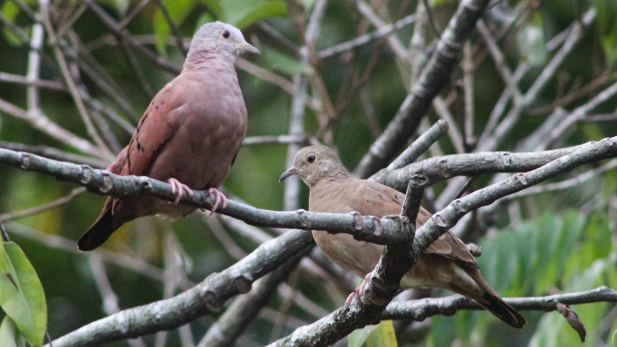 Ruddy Ground Dove - ML619666463