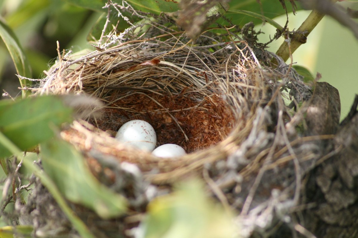 Serin du Cap - ML619666465