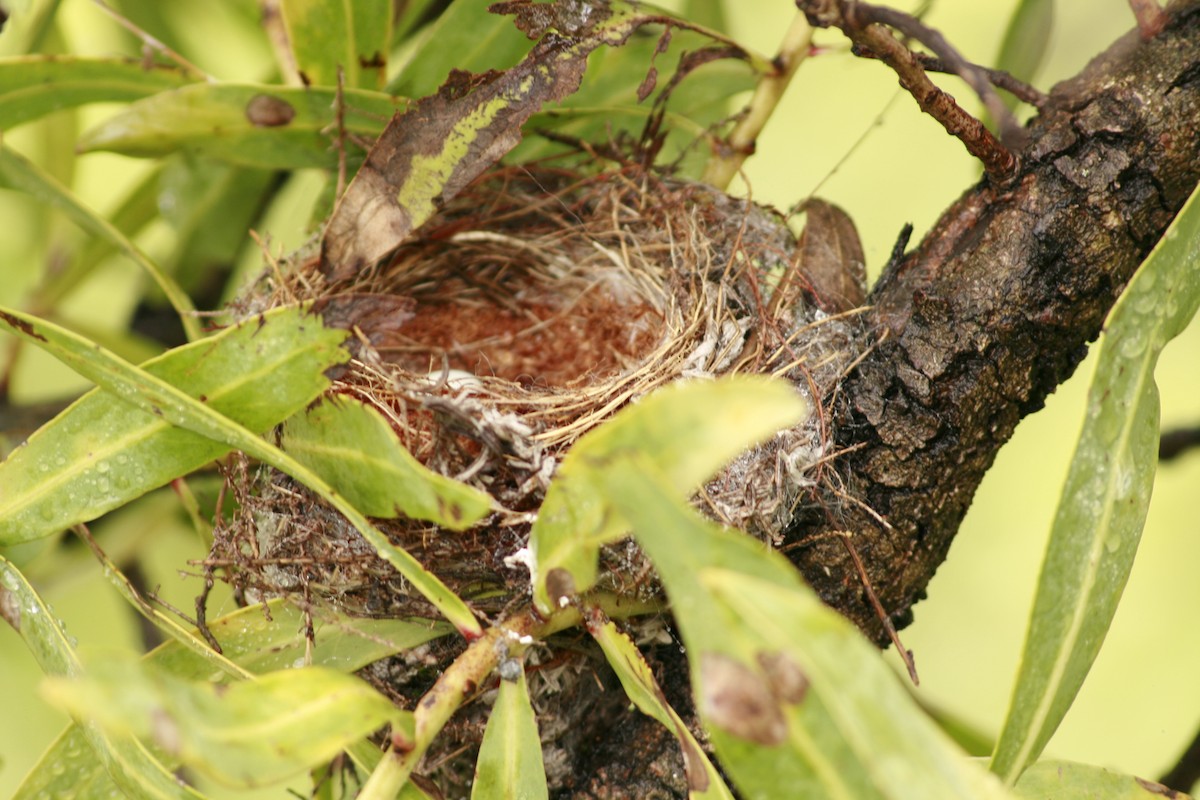 Serin du Cap - ML619666466