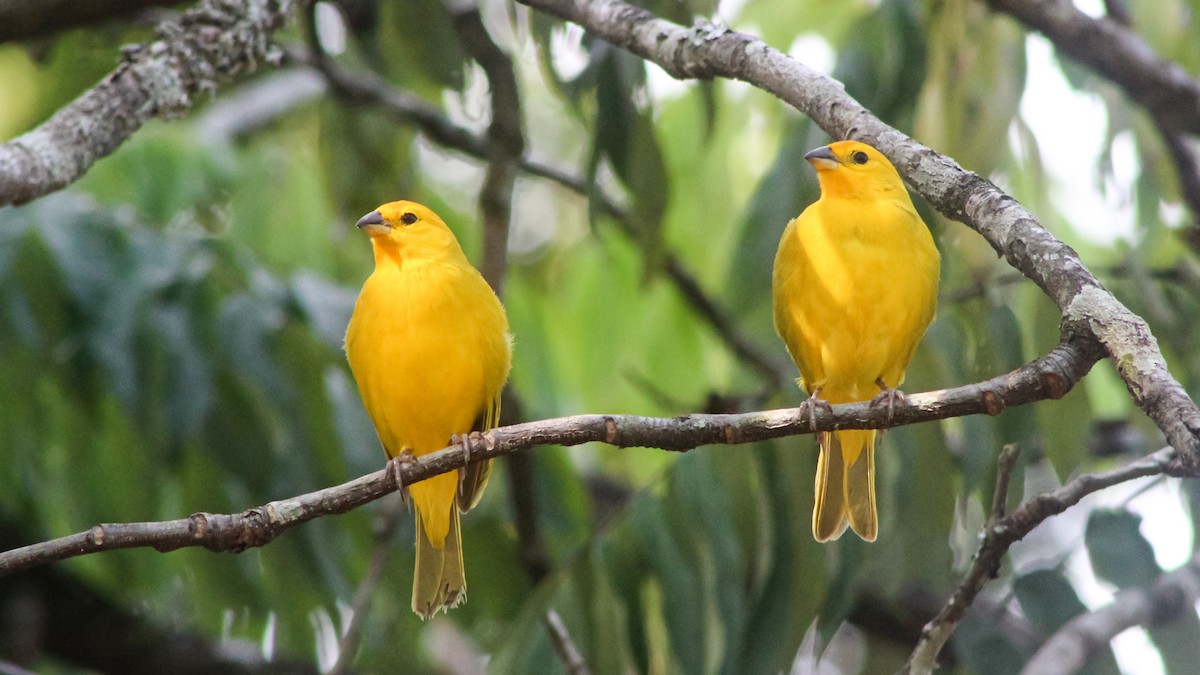 Saffron Finch - Jorge Luis Sandoval Mora