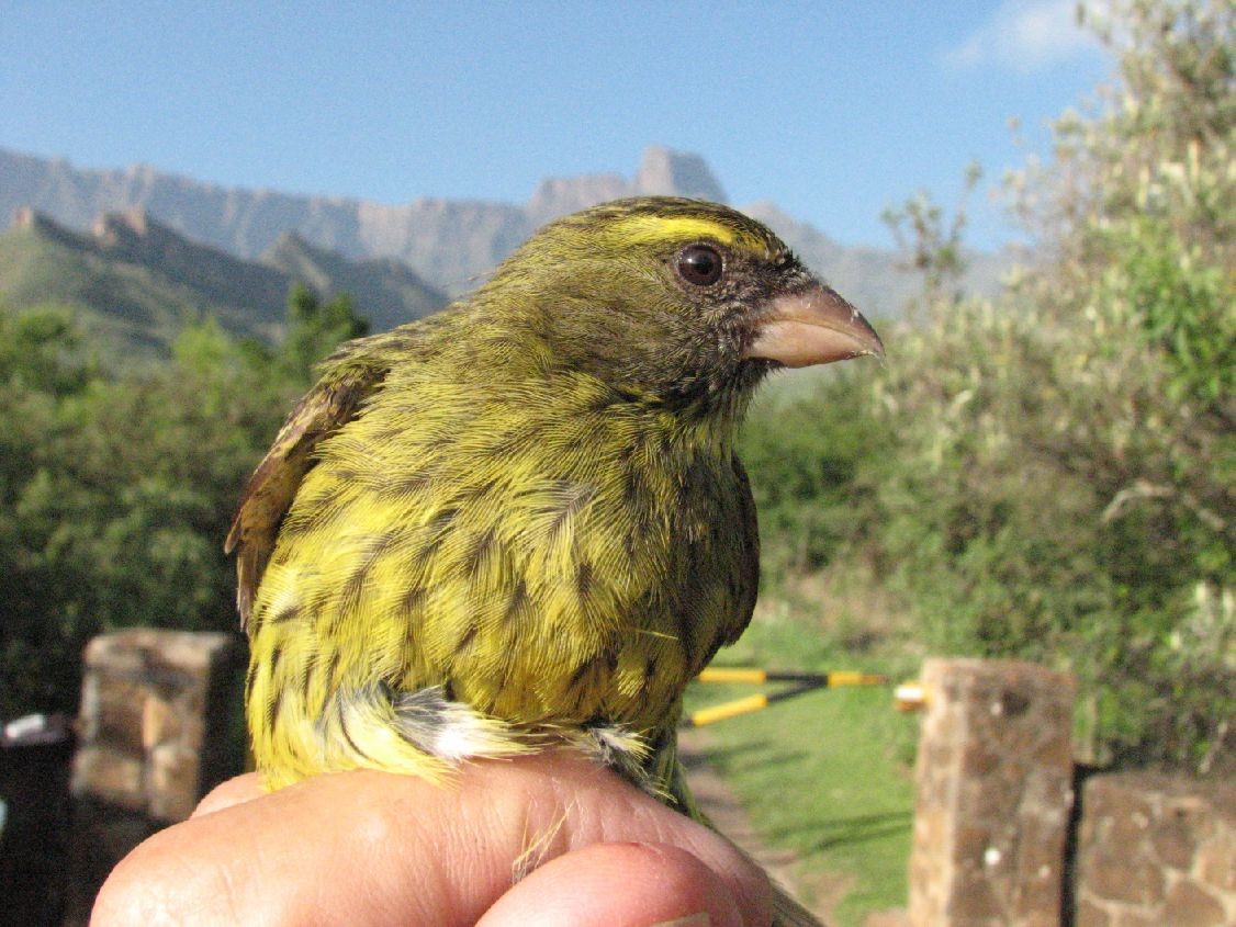 Forest Canary - Dawie de Swardt