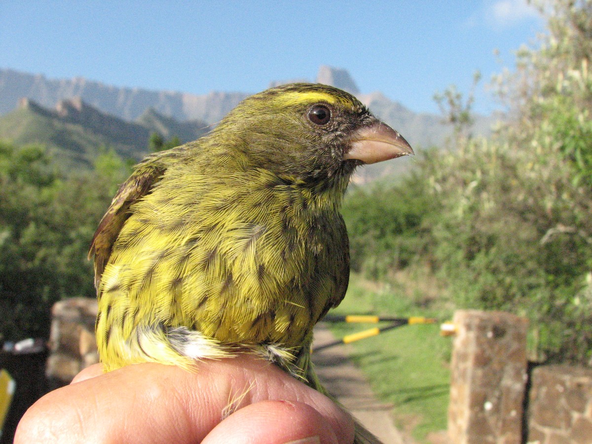 Forest Canary - Dawie de Swardt