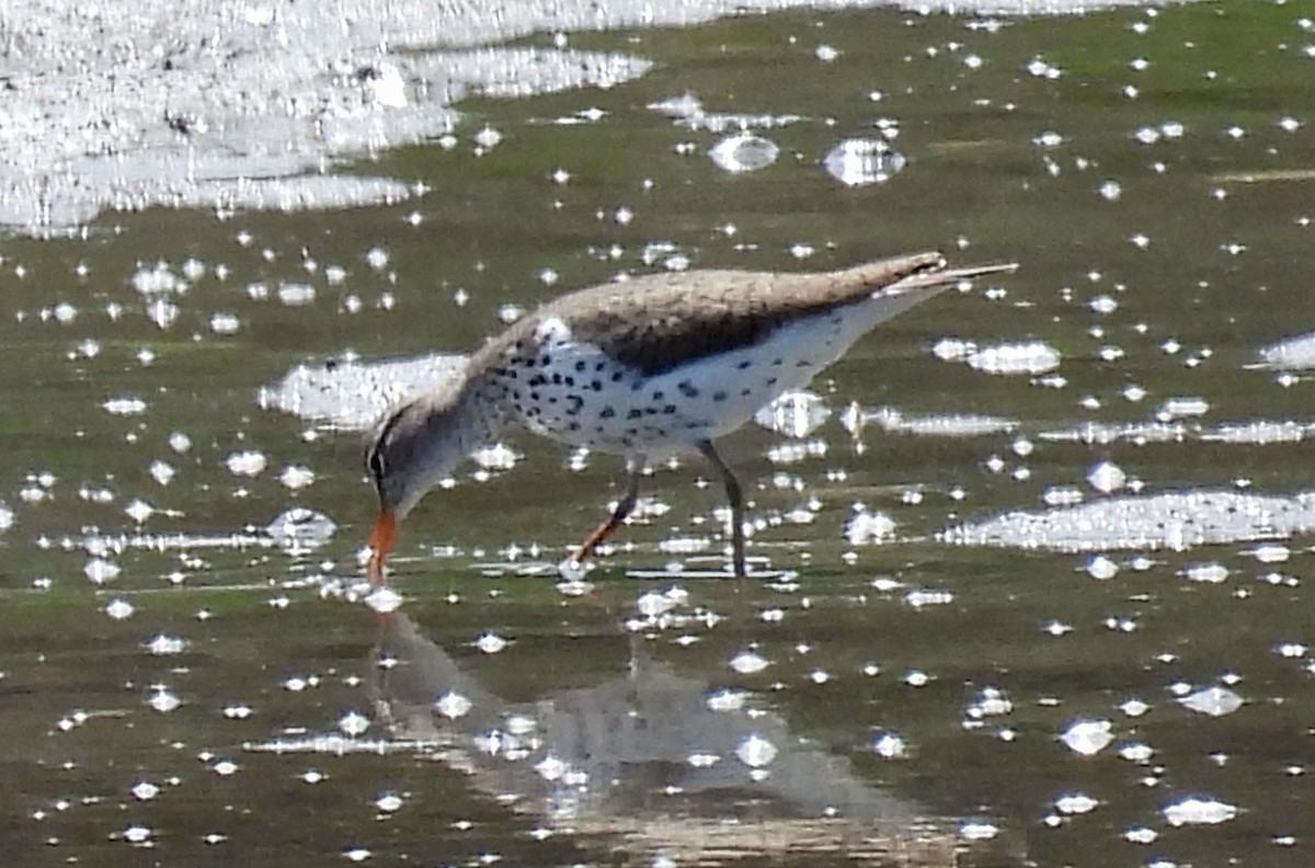 Spotted Sandpiper - Carly Wainwright