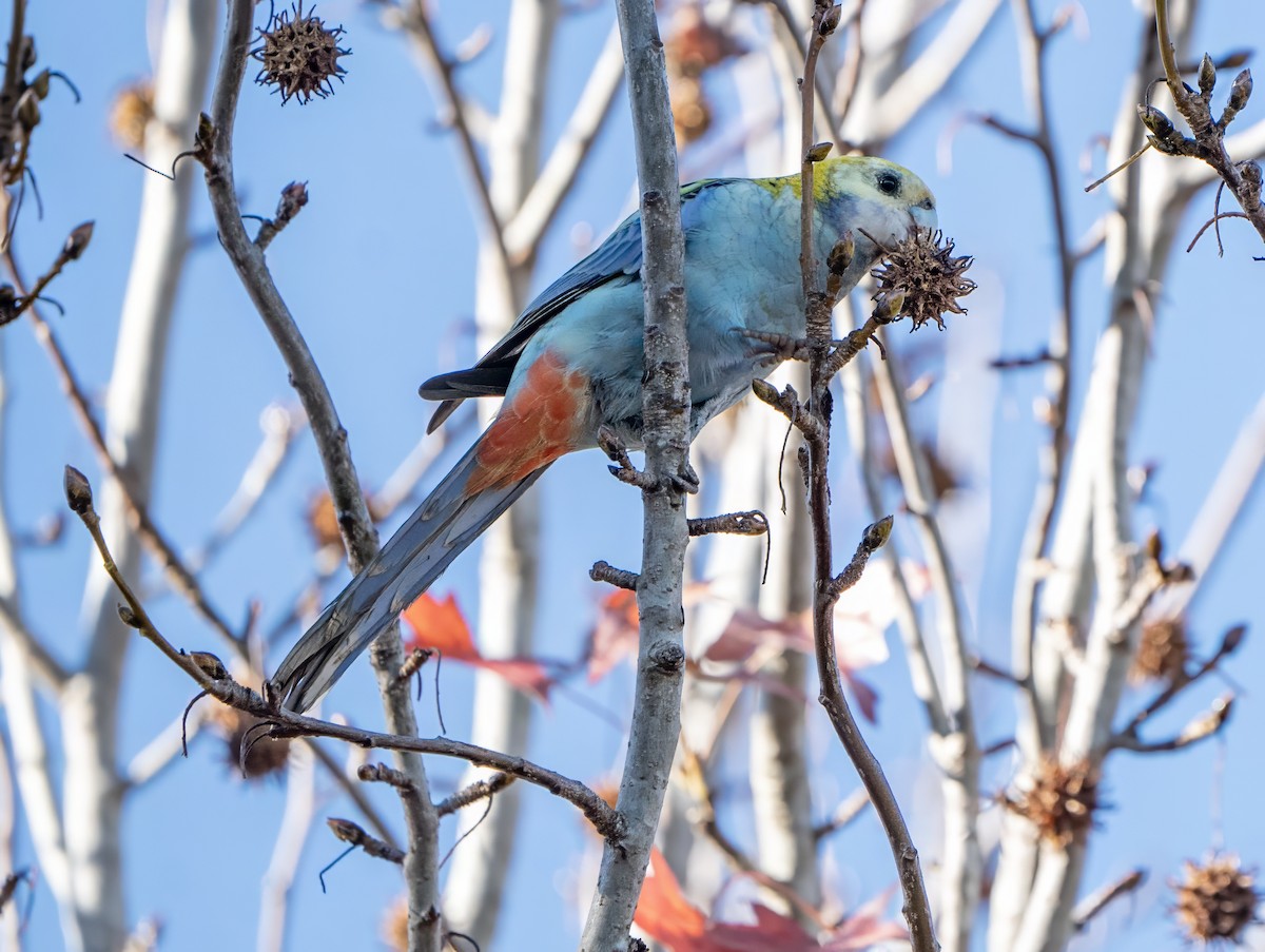 Pale-headed Rosella - David Carson