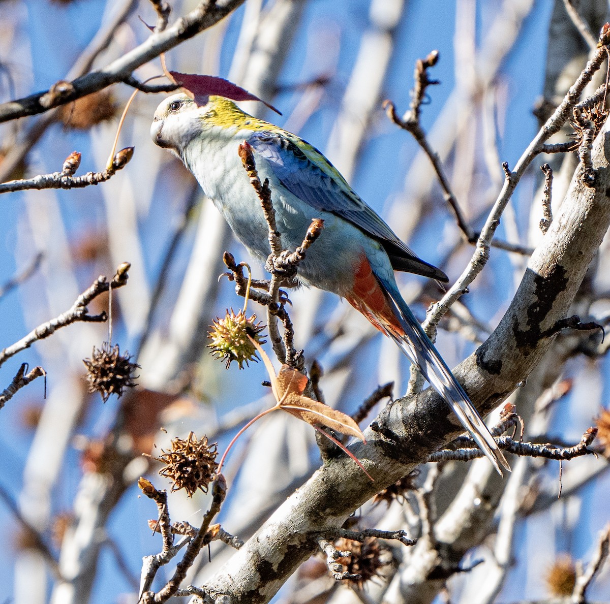 Pale-headed Rosella - David Carson