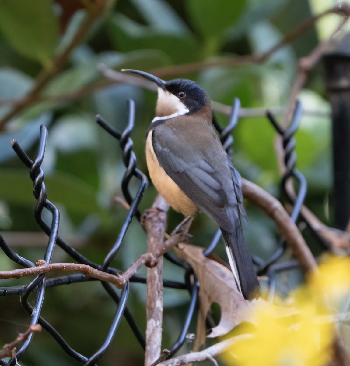 Eastern Spinebill - David Carson