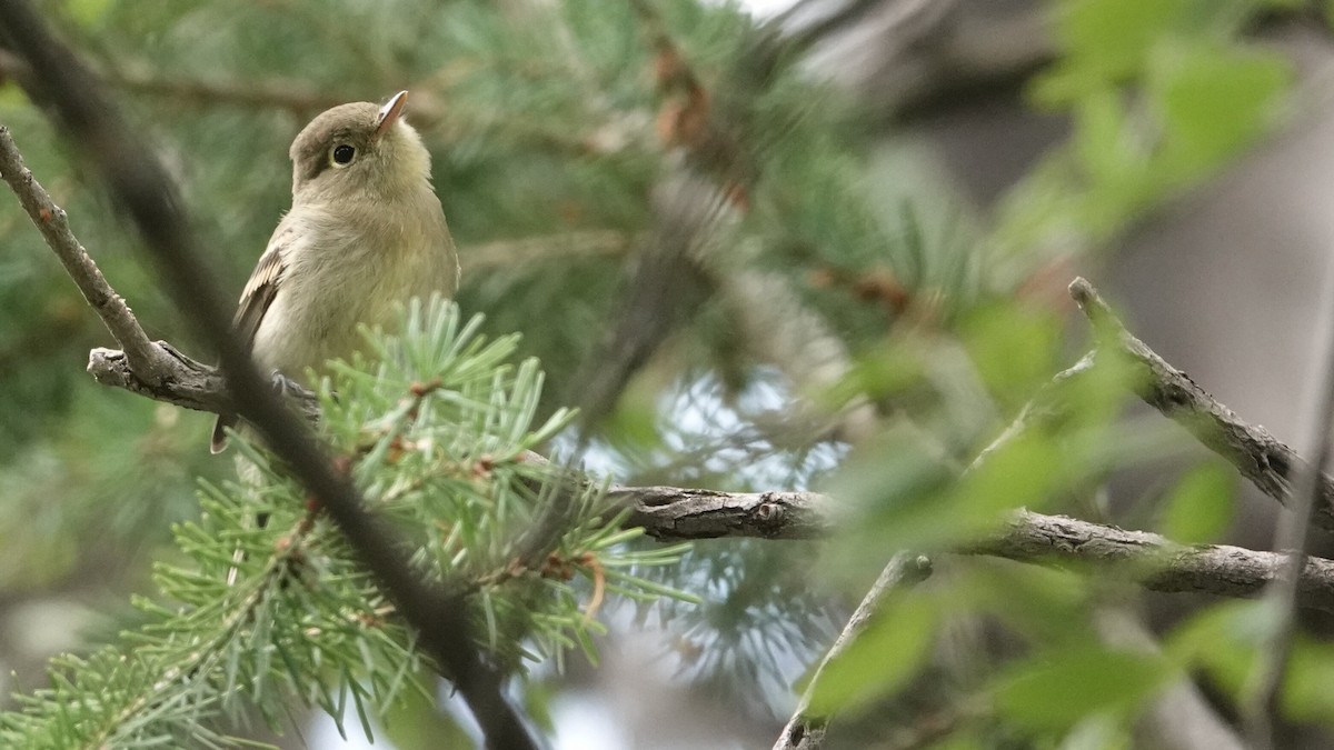 Western Flycatcher - leo wexler-mann