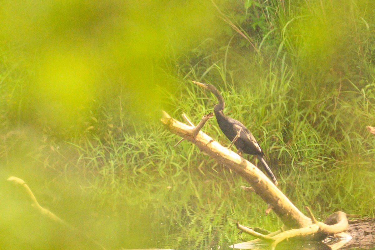 anhinga americká - ML619666504