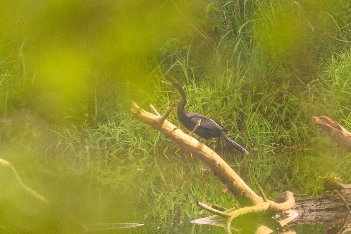 anhinga americká - ML619666505