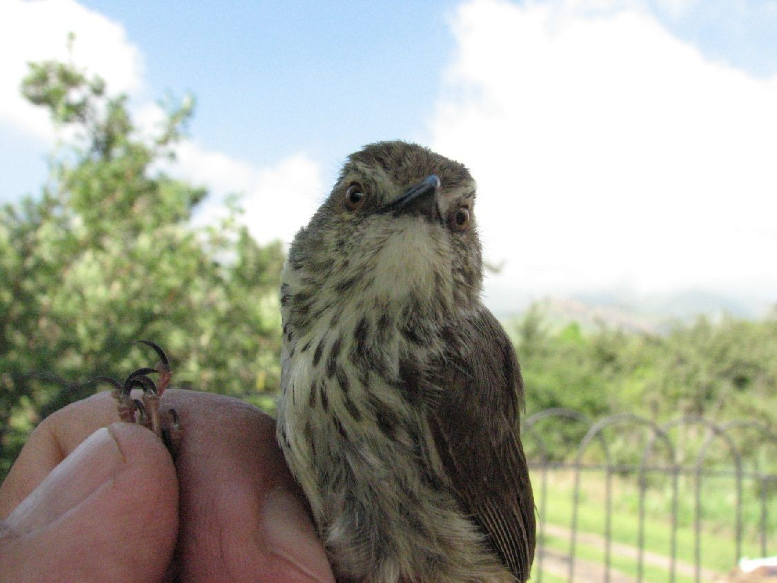 Drakensberg Prinia - Dawie de Swardt