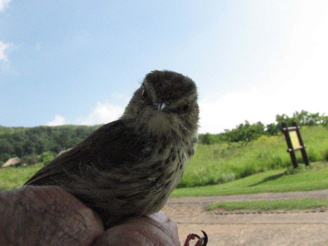 Drakensberg Prinia - Dawie de Swardt