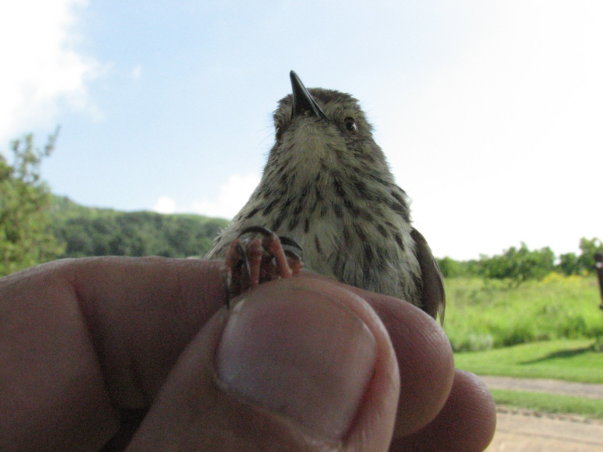 Drakensberg Prinia - Dawie de Swardt