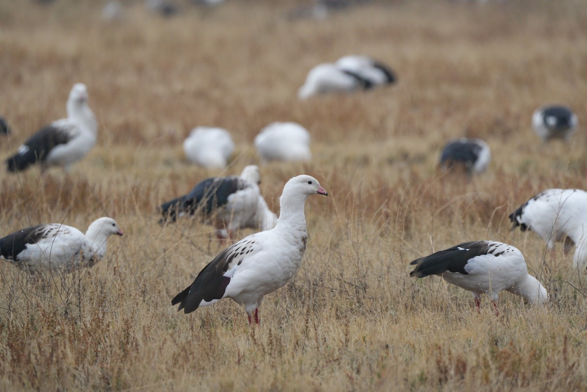 Andean Goose - ML619666519