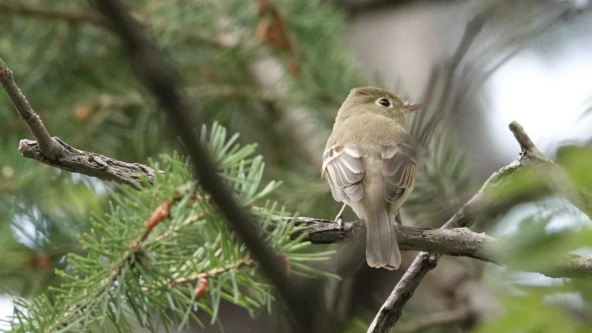 Western Flycatcher - leo wexler-mann