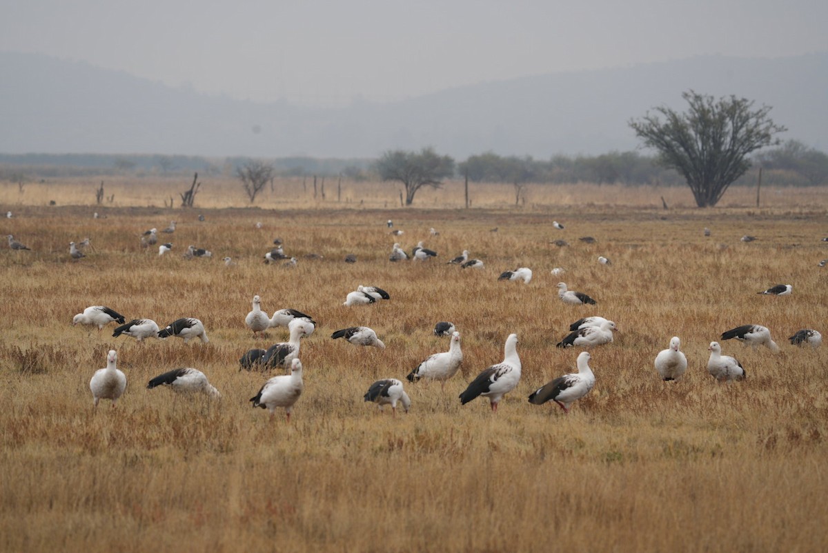 Andean Goose - ML619666521