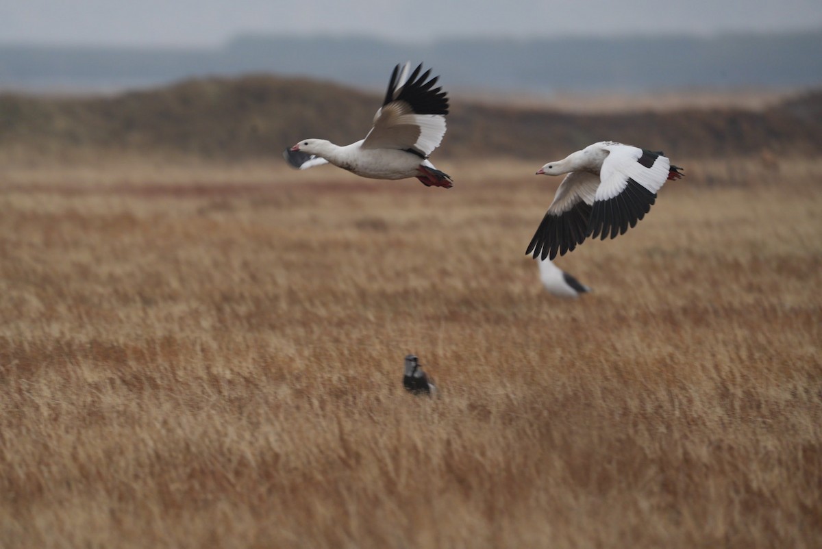 Andean Goose - ML619666523